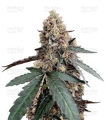 best-marijuana-seeds-herbies-usa-express