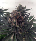 best purple marijuana strain USA