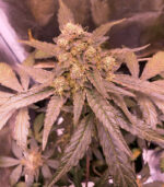 herbies-seeds-usa-express