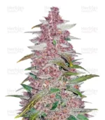herbies-usa-express