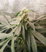 herbies-medical-usa-express