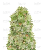 herbies-seed--herbies-usa-express